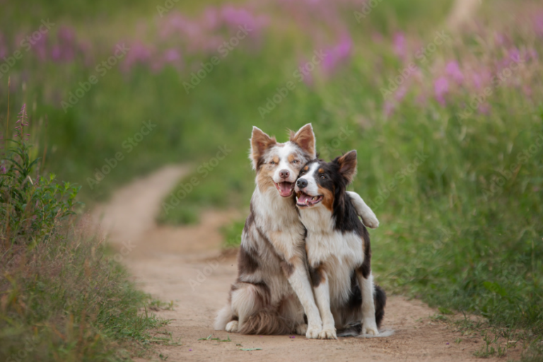 Text Hundekot Startbild